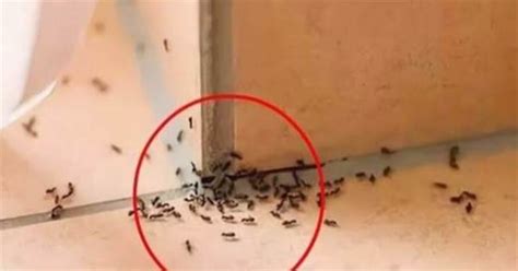 香龍血樹繁殖 家裡出現螞蟻